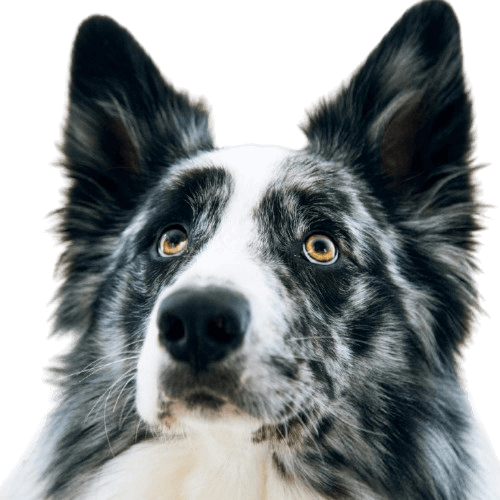 Happy dog using Waulog